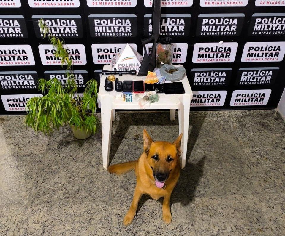 Drogas e pé de maconha são encontrados em sitio na zona rural de Ipaba