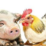 Porco e frango em alta, boi e ovo em queda