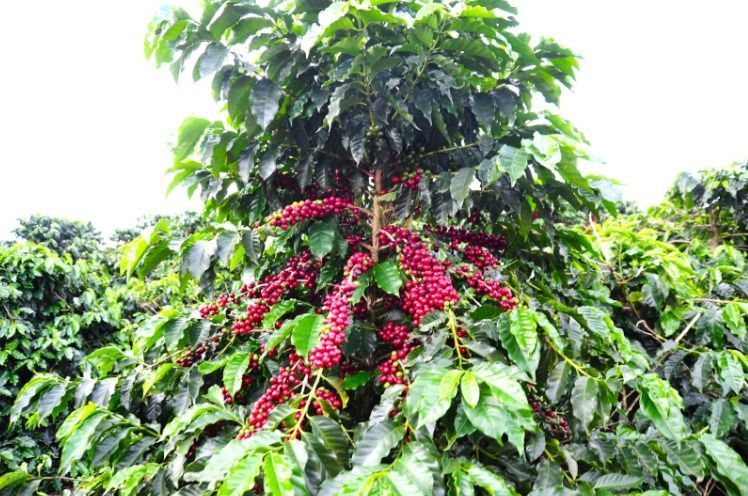 Café impulsiona Valor Bruto da Produção agropecuário de Minas Gerais