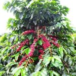 Café impulsiona Valor Bruto da Produção agropecuário de Minas Gerais
