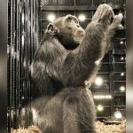Brasil recebe chimpanzé vítima de maus tratos que era obrigado a fumar na Colômbia