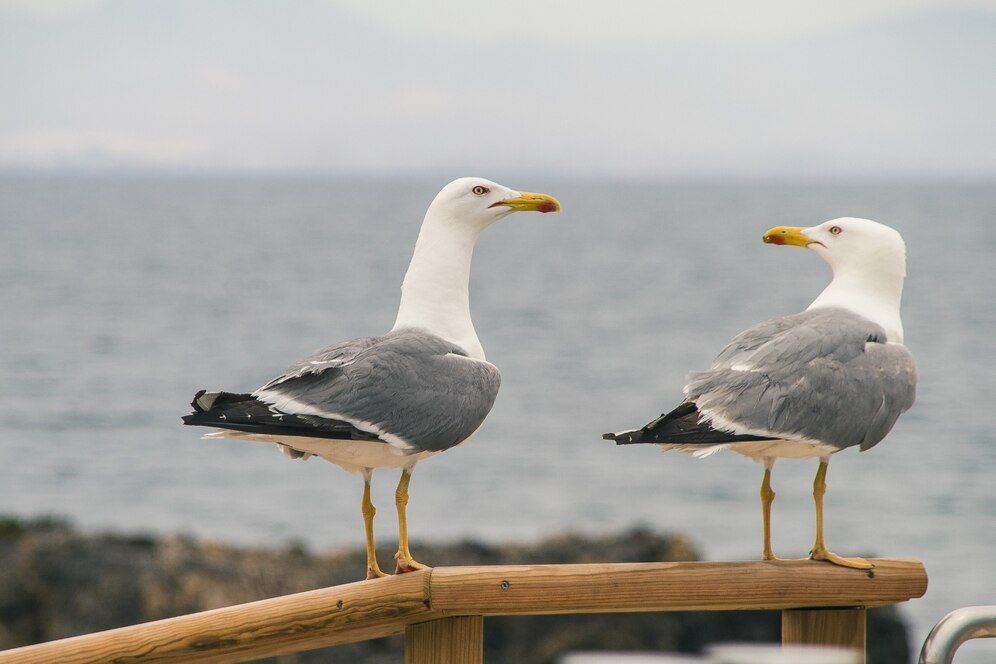 Por que milhares de aves morrem todos os anos nas praias da Europa?