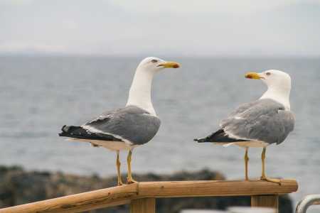 aves_marinhas_praia.jpeg