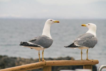 aves_marinhas_praia.jpeg