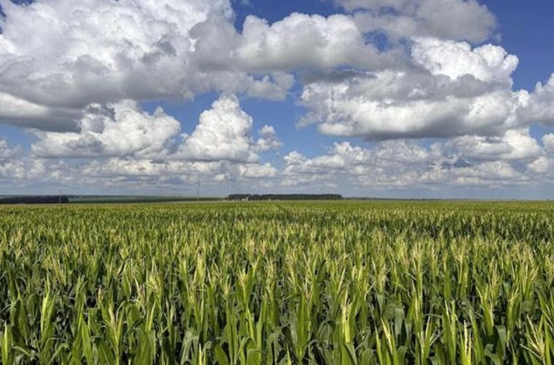 Projeto Regenera Cerrado leva a tecnologia da agricultura regenerativa aos produtores