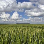 Projeto Regenera Cerrado leva a tecnologia da agricultura regenerativa aos produtores