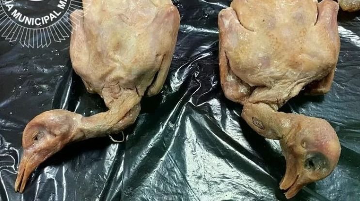 Restaurante chinês vendia pombos no lugar de carne de pato e é fechado na Espanha
