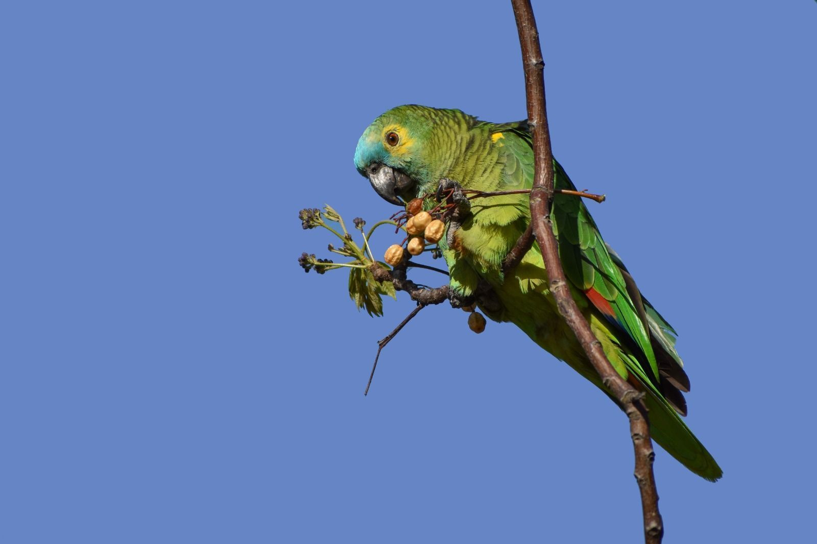 Papagaios exigem dos tutores atenção, cuidado, e respeito à natureza e às leis