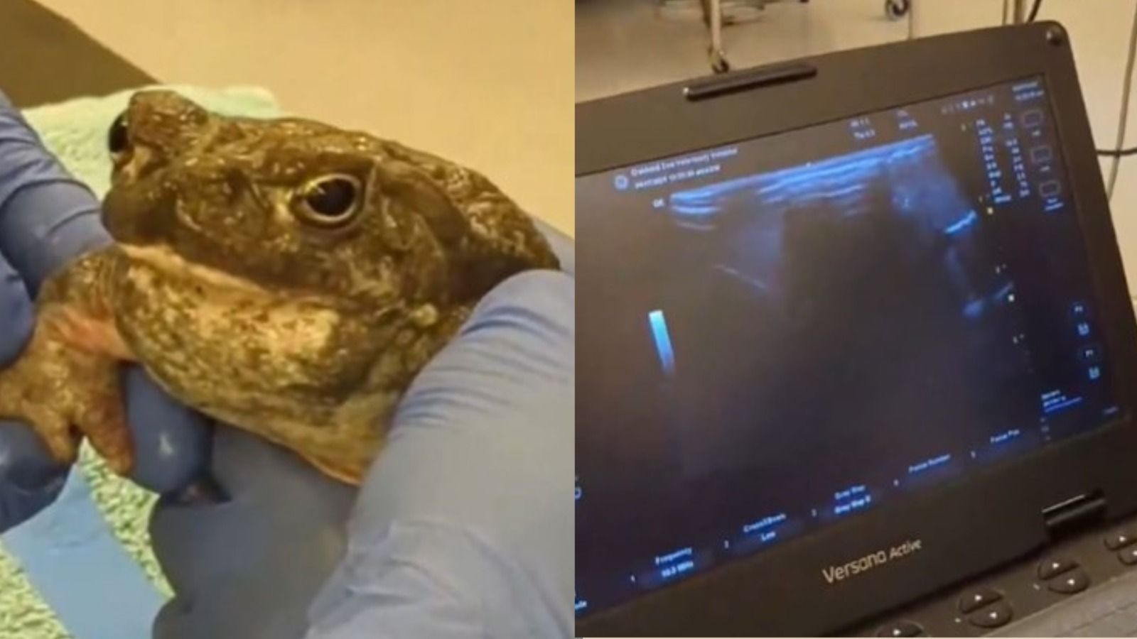 Sapos de zoológico fazem 'check-up anual' e ultrassonografia nos EUA 