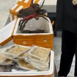 Autoridades apreendem 57 kg de frutos do mar em mala vinda da China, no Aeroporto de Grarulhos