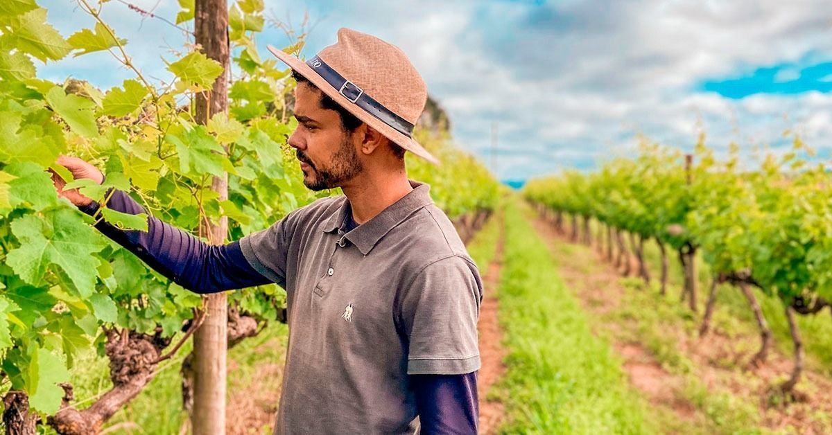 Após conquista da IG, produtores buscam selo Vinhos de Inverno do Sul de Minas