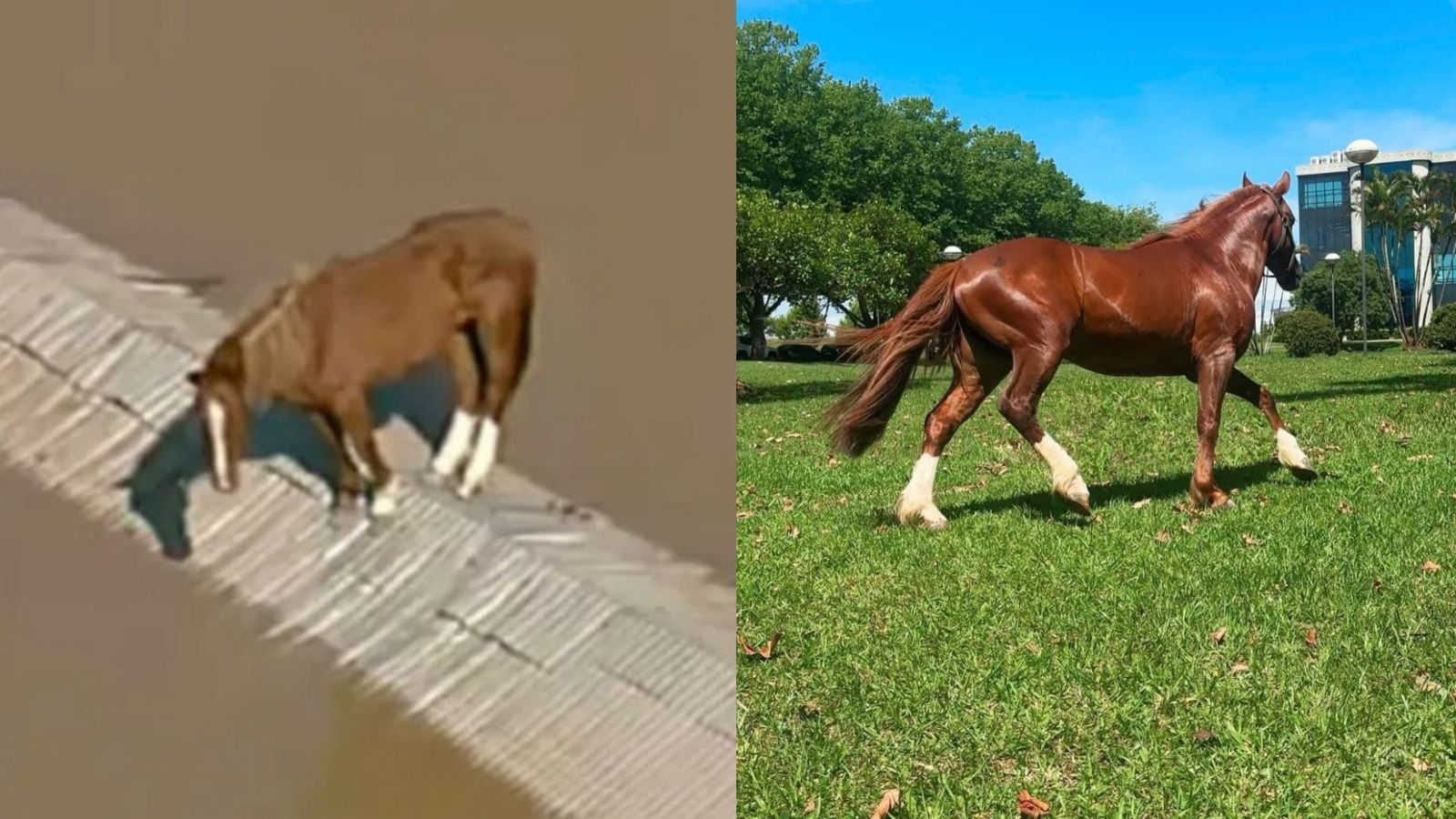 Um ano após enchentes no RS, cavalo Caramelo leva 'vidão', mas cães e gatos seguem sem lar