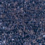 Organizada do Corinthians se manifesta após cobrar diretoria: 'Sem irregularidade encontrada'