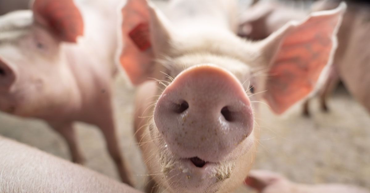 No Dia da Carne Suína Mineira, Estado celebra bons resultados na produção de carne de porco