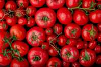 Se você tem sementes de tomate ou tomate-cereja em casa, tem um tesouro nas mãos
