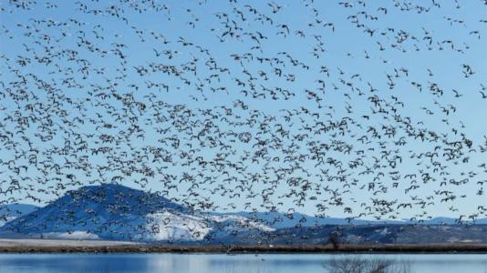 Aves migratórias