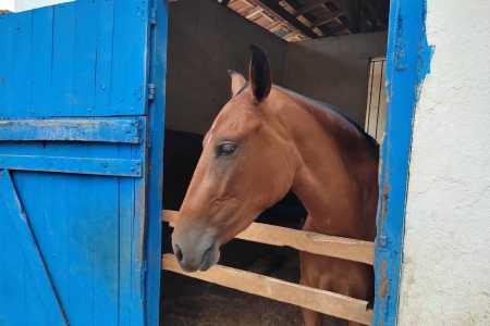 cavalo_