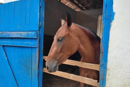 cavalo_