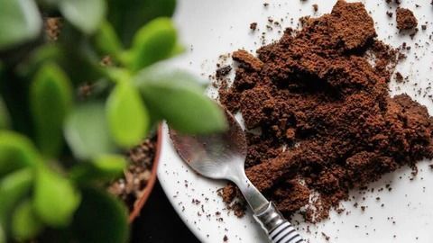 Por que reaproveitar a borra de café pode fazer bem para o seu gramado