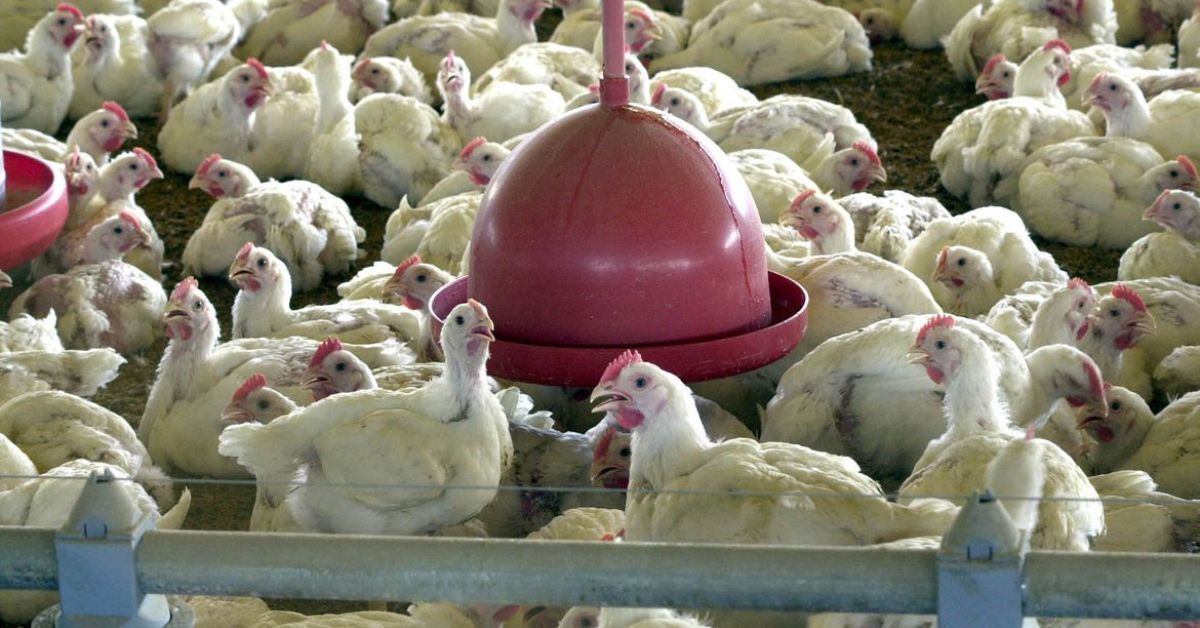 Gripe aviária pode causar prejuízo de R$ 279 milhões à economia de Minas Gerais