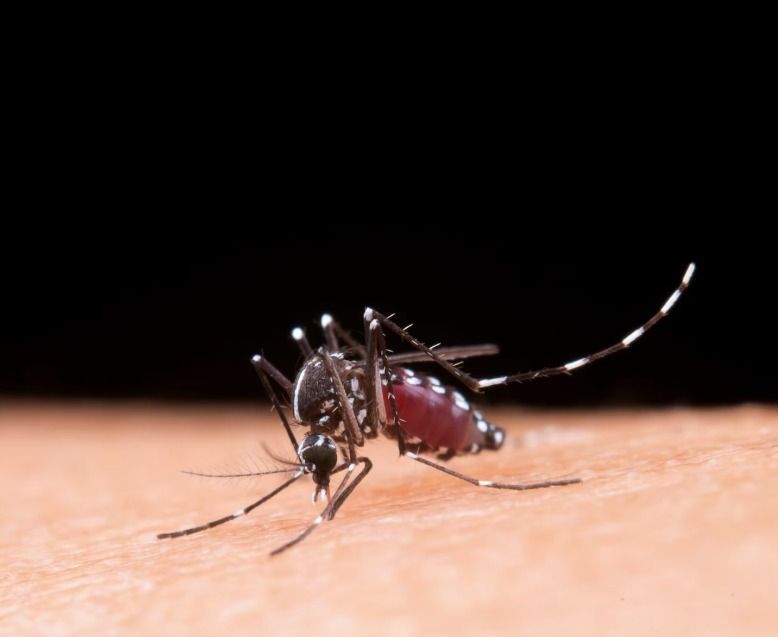 O truque caseiro que dispensa cremes e sprays para manter os mosquitos longe