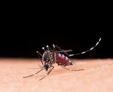 mosquito_freepik