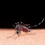 O truque caseiro que dispensa cremes e sprays para manter os mosquitos longe