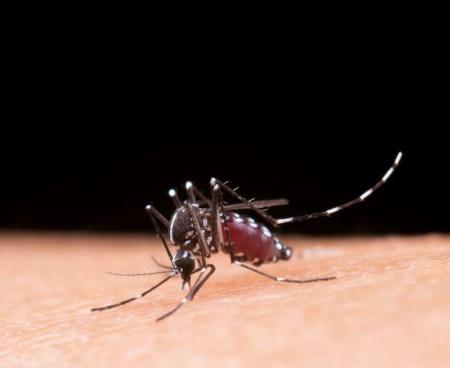 mosquito_freepik