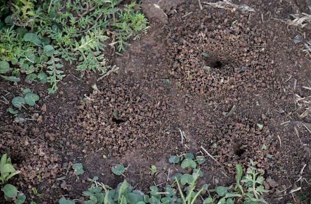 Especialistas explicam como controlar formigueiros de maneira natural e eficaz, protegendo seu jardim e o meio ambiente