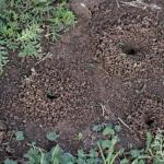 Especialistas explicam como controlar formigueiros de maneira natural e eficaz, protegendo seu jardim e o meio ambiente