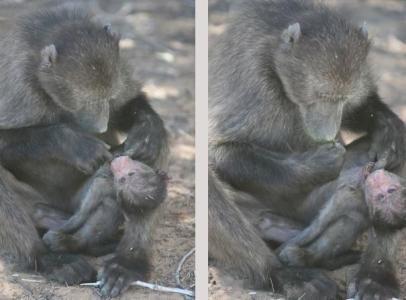 Mãe babuíno limpa e carrega corpo de filhote