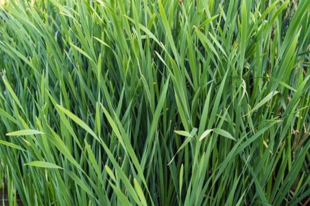 citronela _planta_.jpeg