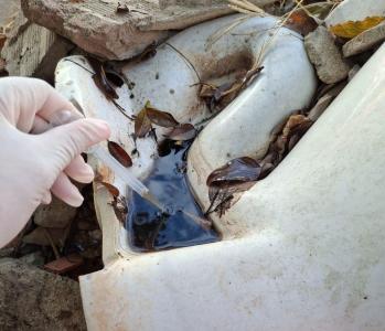 Criadouro Mosquito Dengue Ipatinga