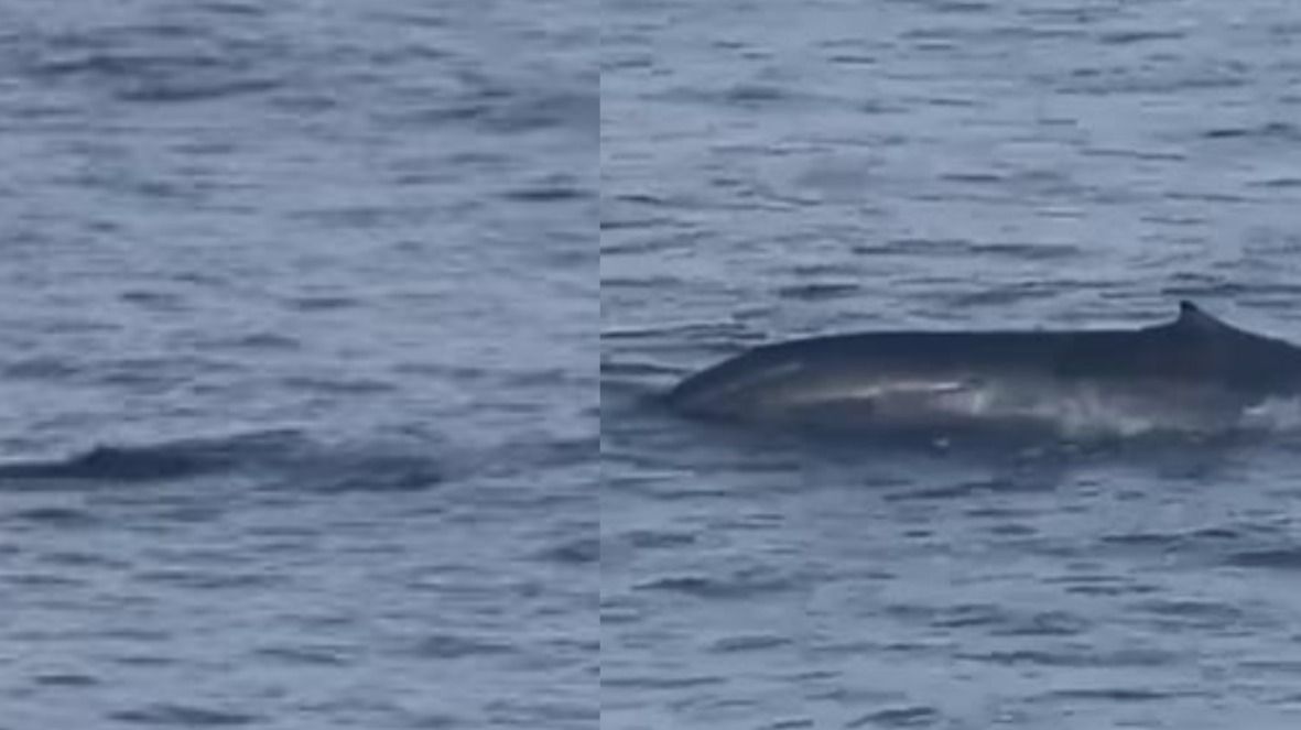 Imagem rara: baleia-azul é flagrada em 'paraíso brasileiro' e causa comoção; veja vídeo