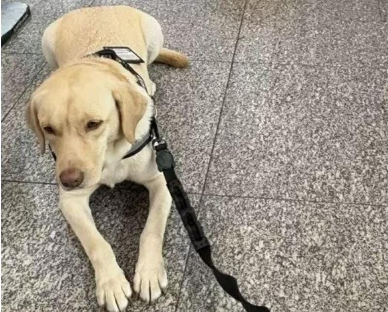 Depois de 50 dias, cão Teddy chega a Portugal para reencontro com menina autista