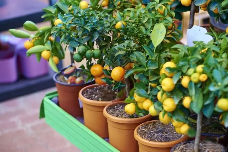 Nove frutas de jardim de crescimento rápido que prosperam em vasos e recipientes