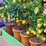 Nove frutas de jardim de crescimento rápido que prosperam em vasos e recipientes
