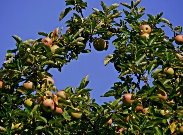 Árvores frutíferas que podem viver mais de 100 anos no seu quintal