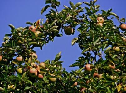 arvores_frutiferas
