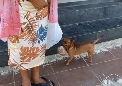 Toquinho - cão