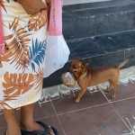 Toquinho: conheça o cachorro baiano que carrega a própria ração; veja o vídeo