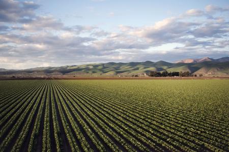 Campo agrícola