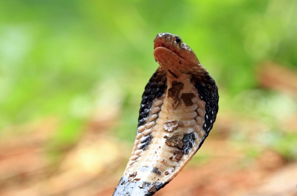 Homem se submete a procedimento extremo para criar antídoto contra veneno de cobra