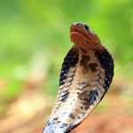 Homem se submete a procedimento extremo para criar antídoto contra veneno de cobra