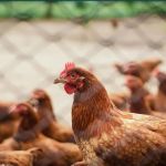Mato Grosso registra seu primeiro vírus de gripe aviária em ave doméstica