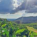 Municípios produtores de café passam a liderar as exportações de Minas Gerais