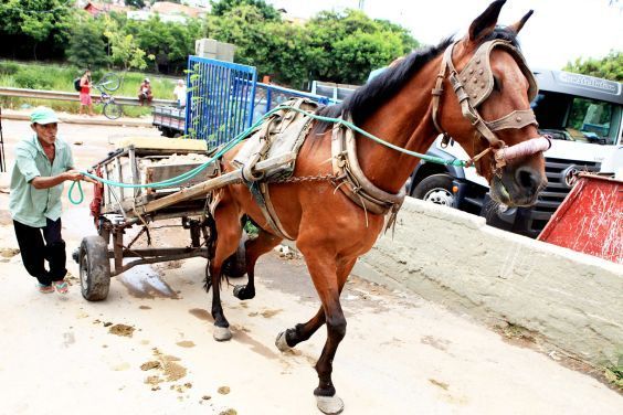 Fim das carroças em BH? Prefeitura e carroceiros discutem plano para aplicar lei que proíbe cargas em cavalos