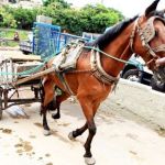 Em cerca de 7 meses, carroceiros vão ser proibidos de usarem tração animal em Belo Horizonte