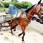 Fim das carroças em BH? Prefeitura e carroceiros discutem plano para aplicar lei que proíbe cargas em cavalos