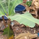 Polícia Civil indicia suspeito de matar homens e enterrar corpos debaixo de bananeiras em Ribeirão das Neves